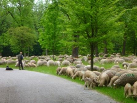 Schafe-Englischer-Garten